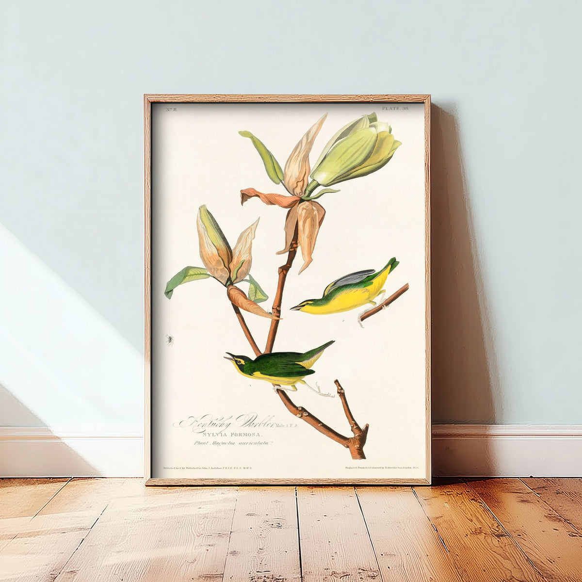 Kentucky Warbler Art Print - John James Audubon Birds of America Poster - Vintage Ornithology Illustration