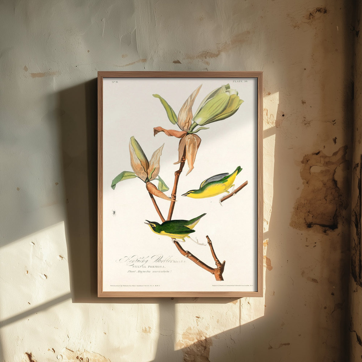 Kentucky Warbler Art Print - John James Audubon Birds of America Poster - Vintage Ornithology Illustration