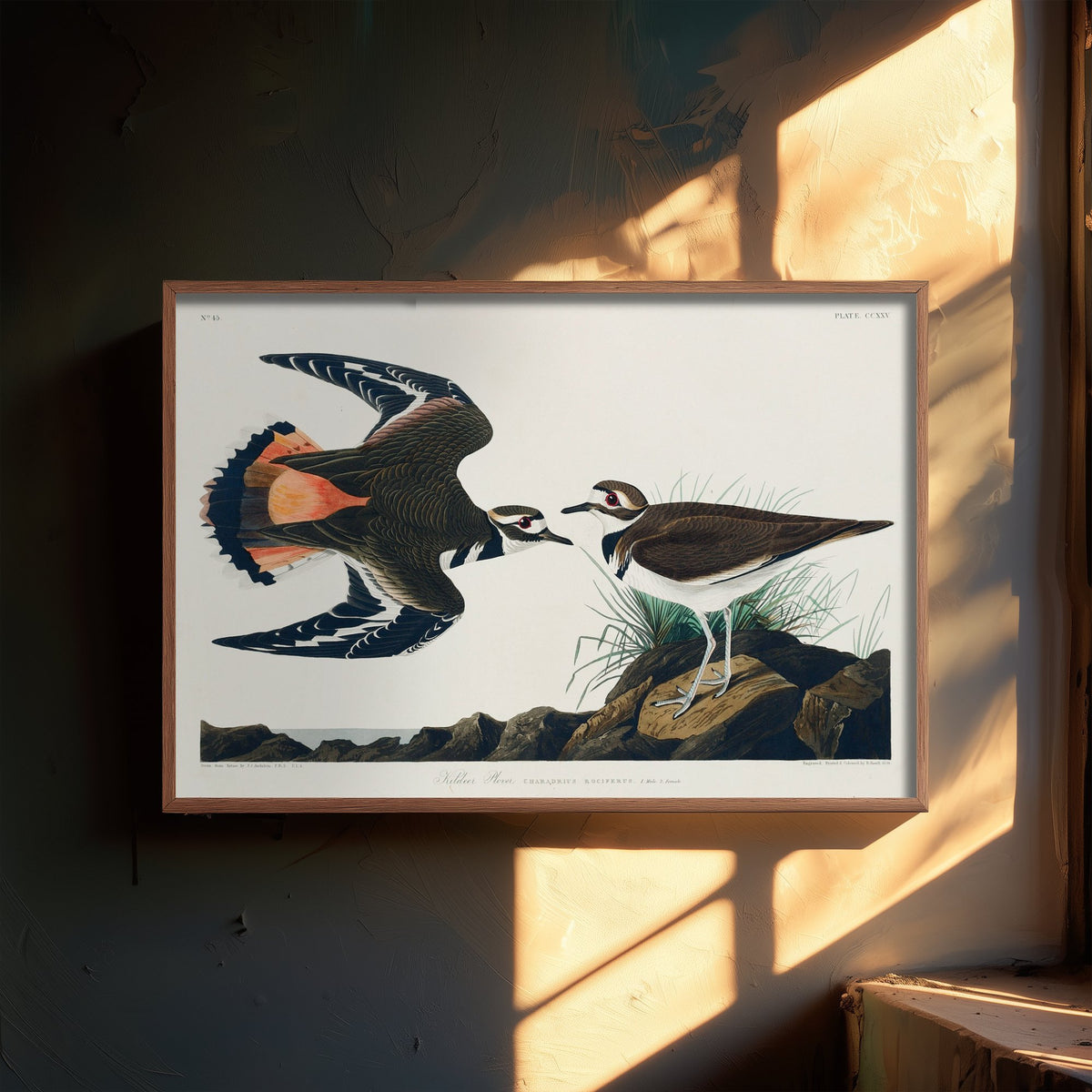 Killdeer Art Print - John James Audubon Birds of America Poster - Vintage Kildeer Plover Ornithology Illustration