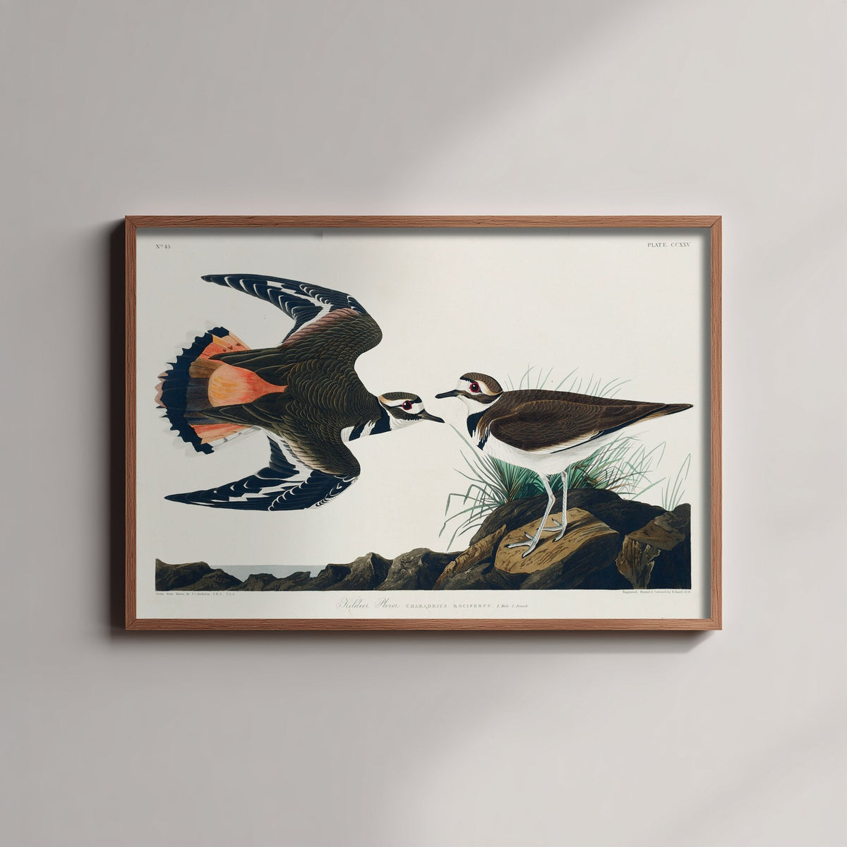 Killdeer Art Print - John James Audubon Birds of America Poster - Vintage Kildeer Plover Ornithology Illustration