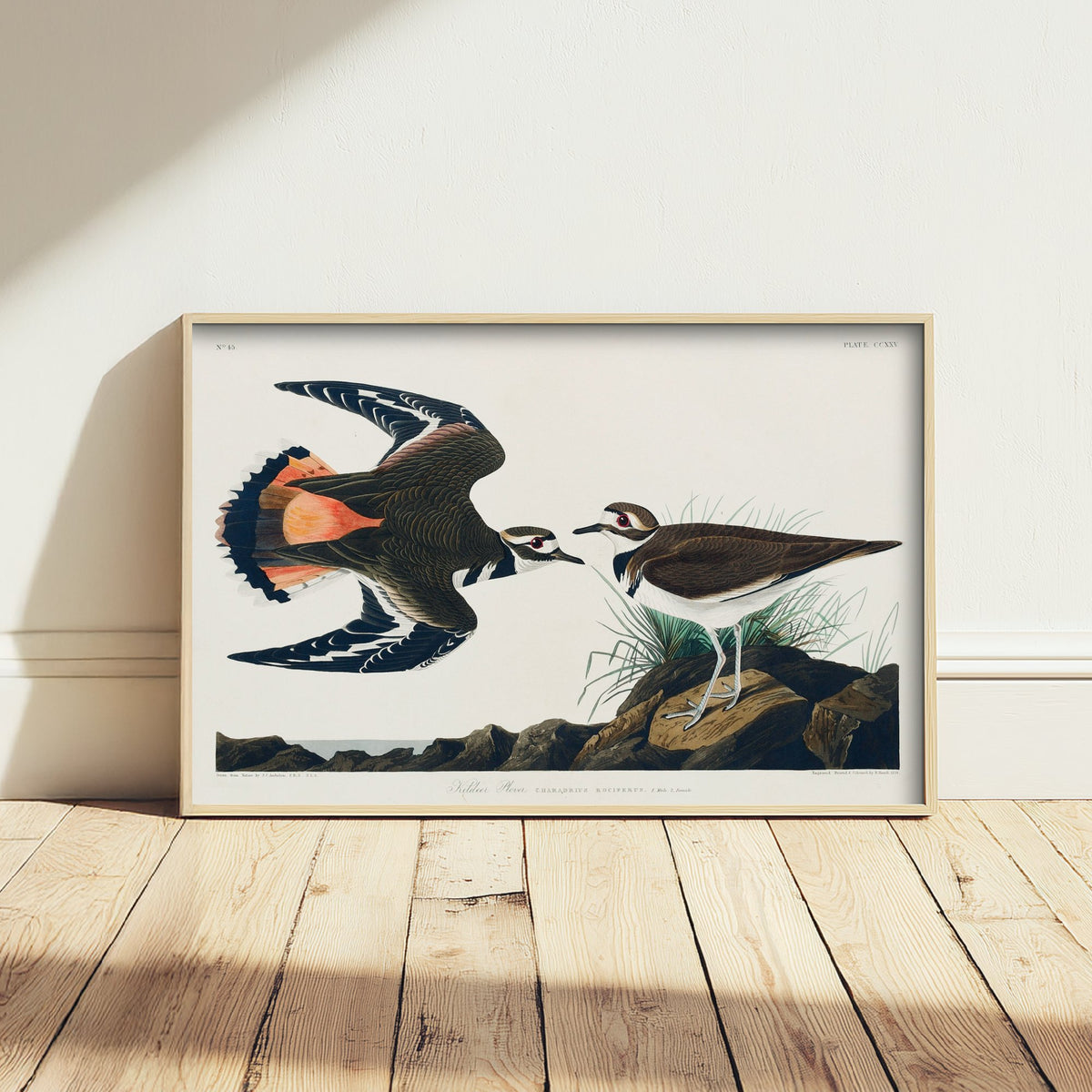 Killdeer Art Print - John James Audubon Birds of America Poster - Vintage Kildeer Plover Ornithology Illustration