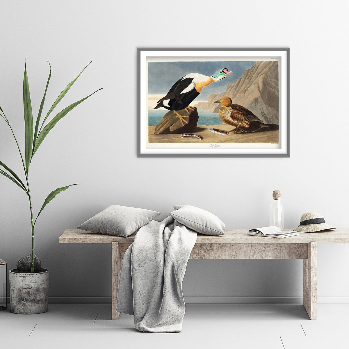 King Eider Art Print - John James Audubon Birds of America Poster - Vintage King Duck Ornithology Illustration