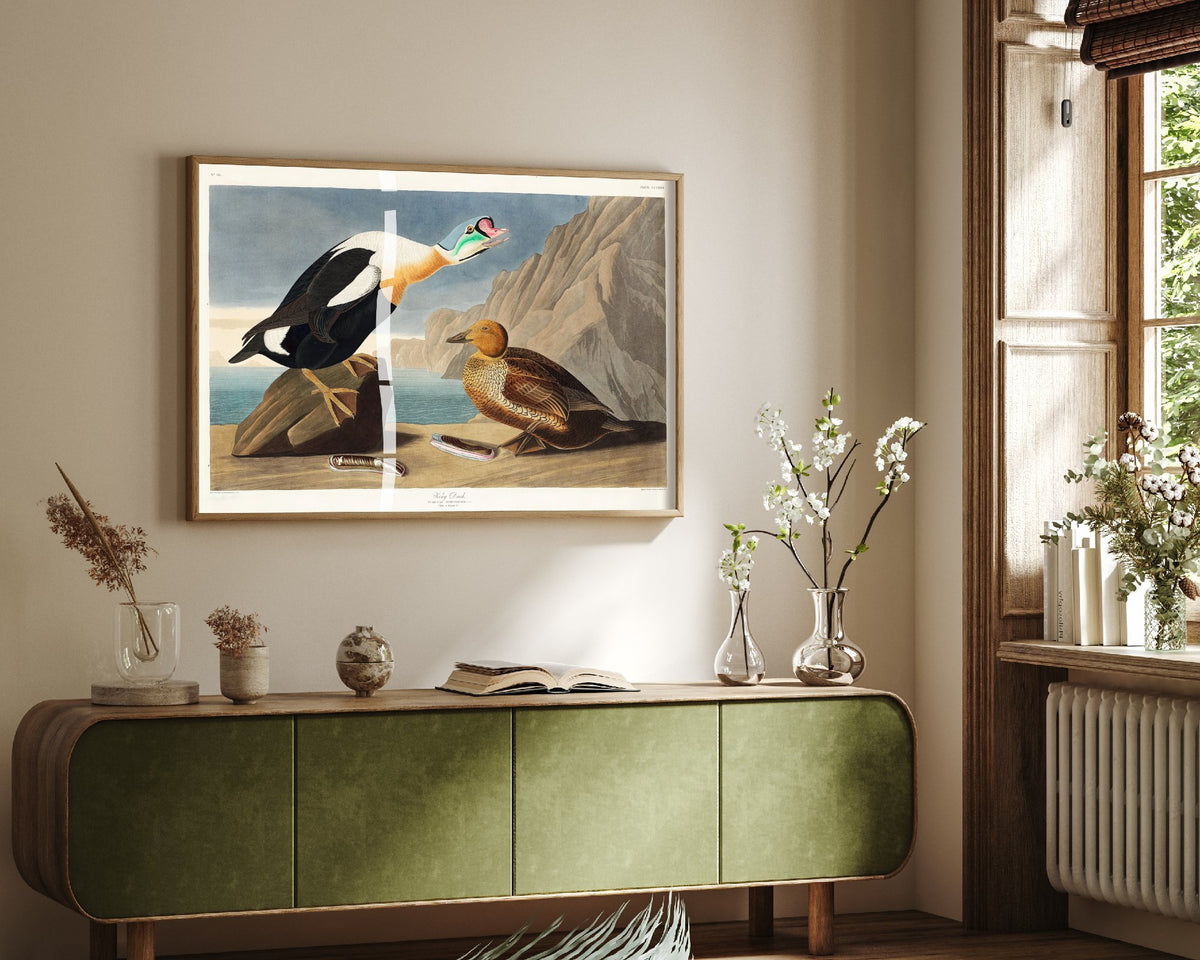 King Eider Art Print - John James Audubon Birds of America Poster - Vintage King Duck Ornithology Illustration