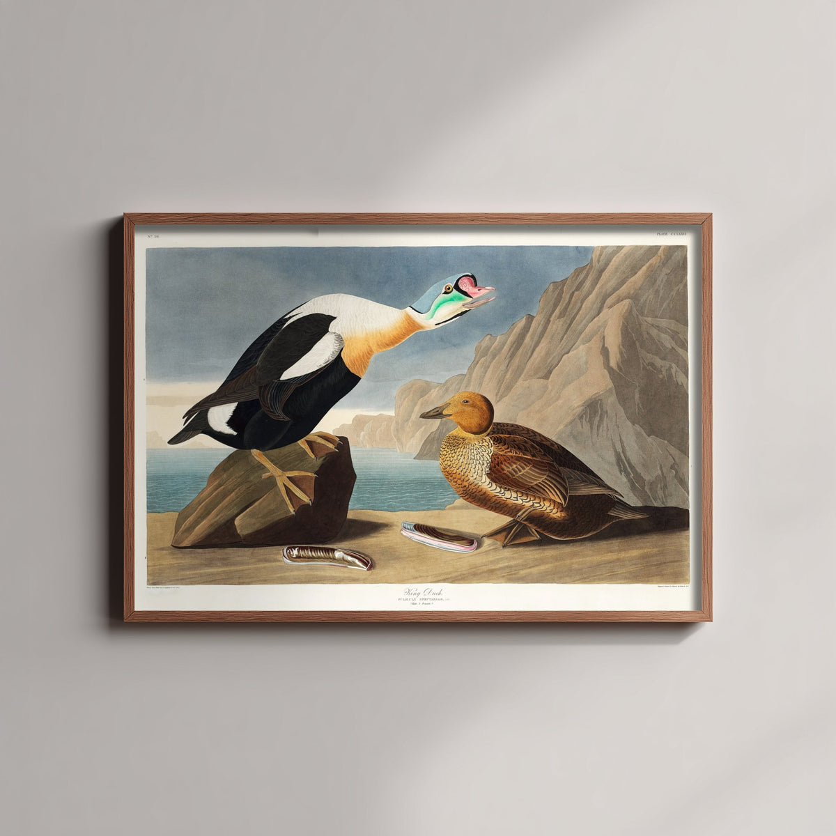 King Eider Art Print - John James Audubon Birds of America Poster - Vintage King Duck Ornithology Illustration