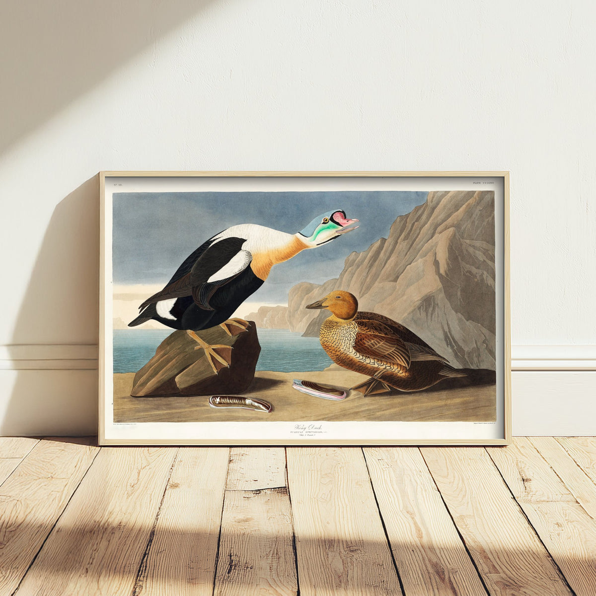 King Eider Art Print - John James Audubon Birds of America Poster - Vintage King Duck Ornithology Illustration