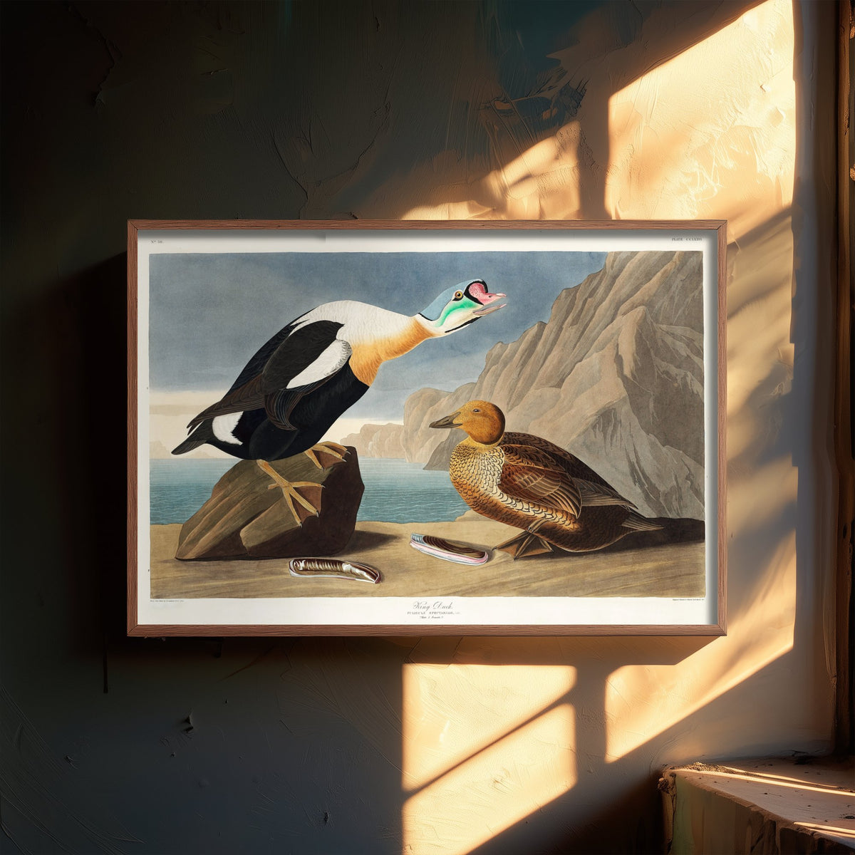 King Eider Art Print - John James Audubon Birds of America Poster - Vintage King Duck Ornithology Illustration