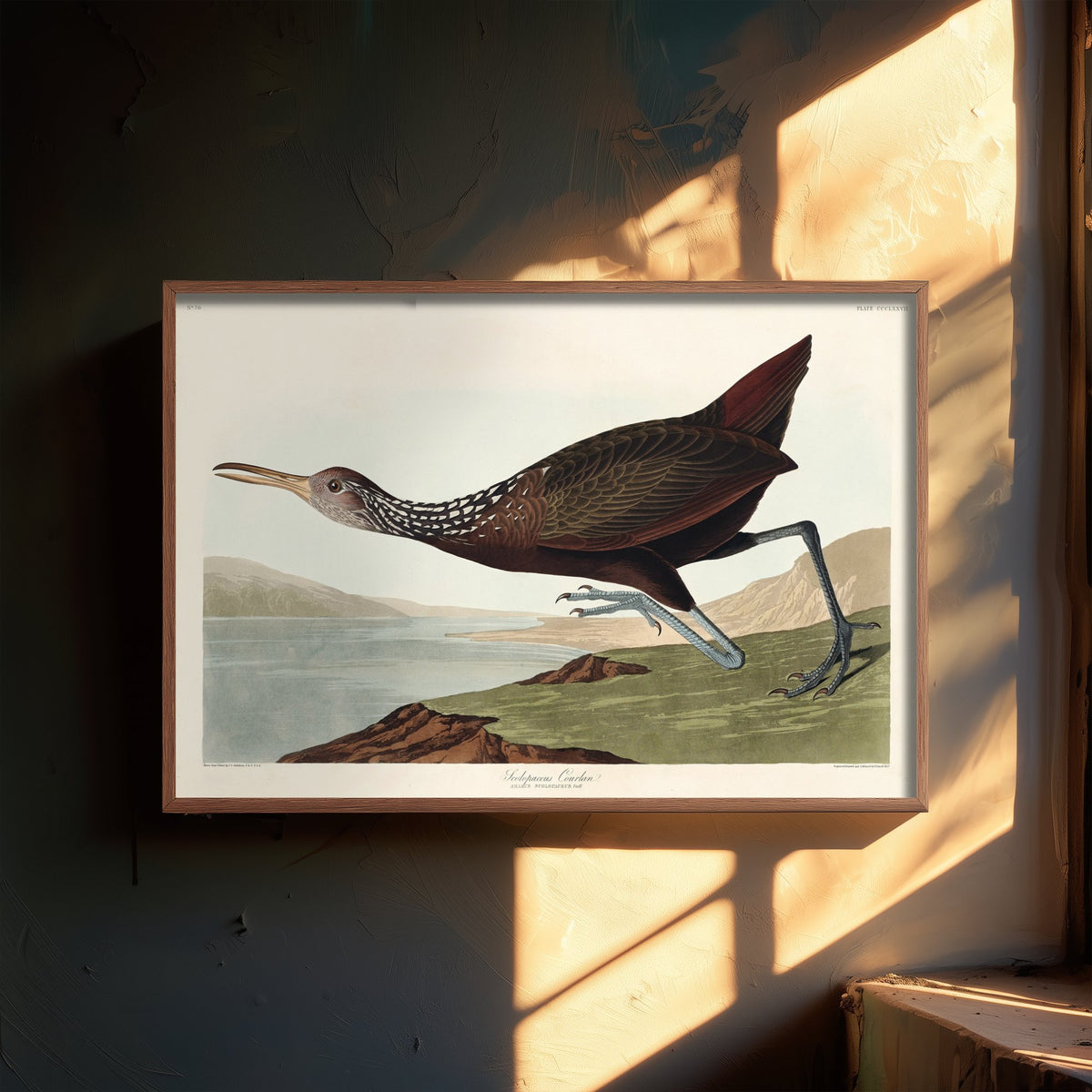 King Rail Art Print - John James Audubon Birds of America Poster - Vintage Limpkin Ornithology Illustration