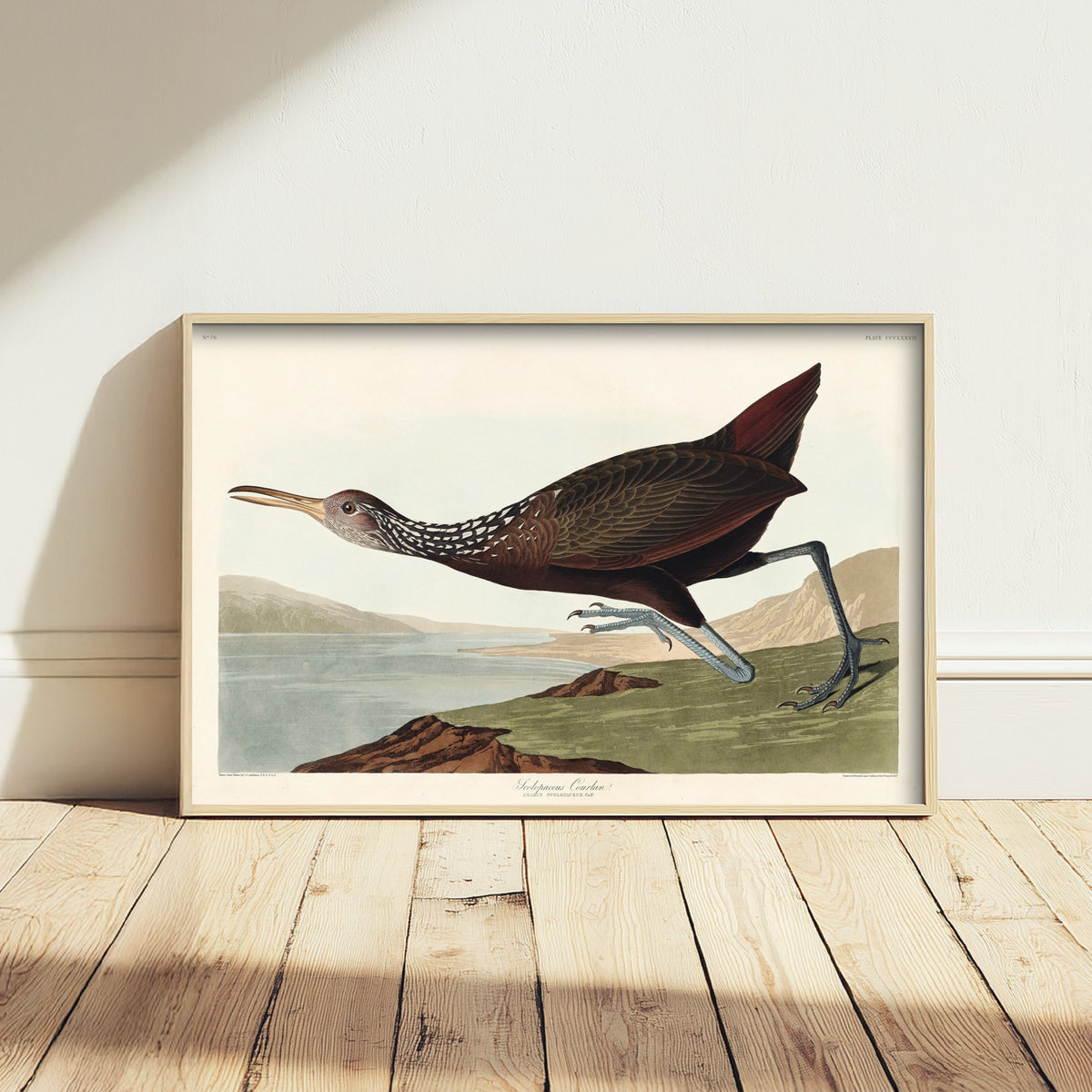 King Rail Art Print - John James Audubon Birds of America Poster - Vintage Limpkin Ornithology Illustration