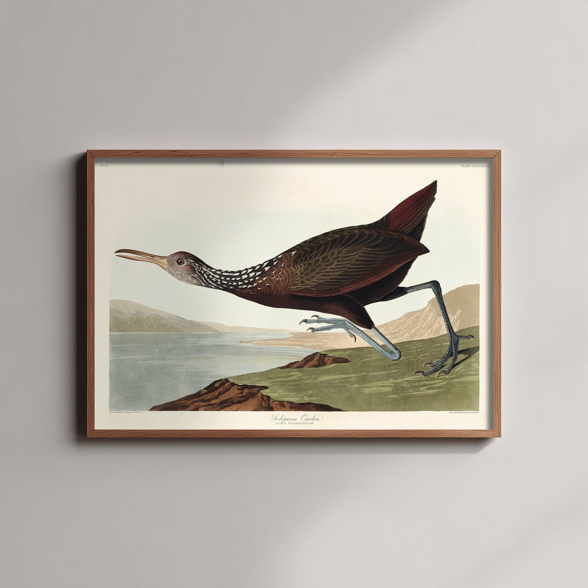 King Rail Art Print - John James Audubon Birds of America Poster - Vintage Limpkin Ornithology Illustration