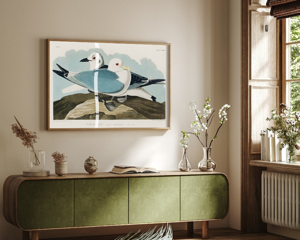 Black-legged Kittiwake Art Print - John James Audubon Birds of America Poster - Vintage Kittiwake Gull Illustration