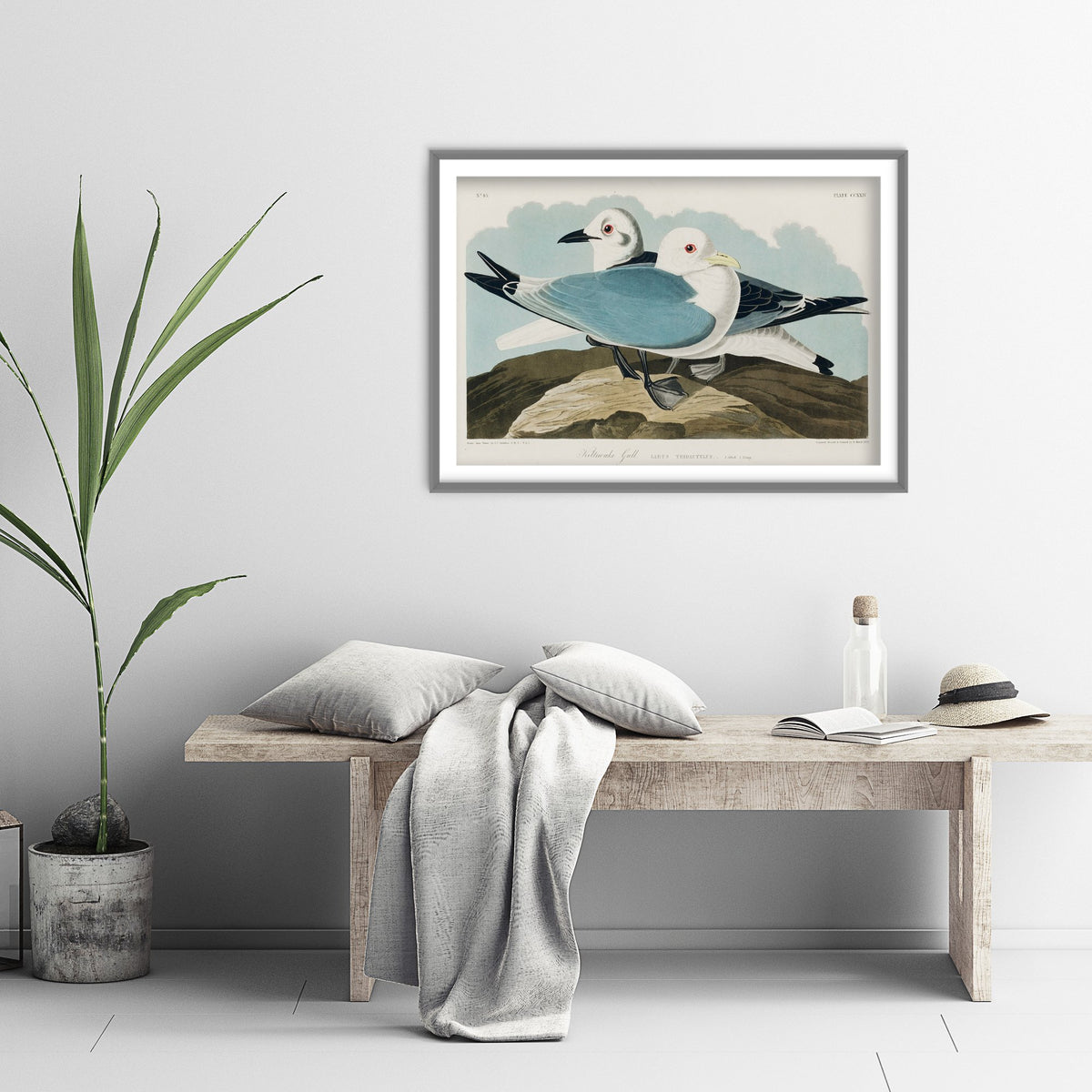 Black-legged Kittiwake Art Print - John James Audubon Birds of America Poster - Vintage Kittiwake Gull Illustration