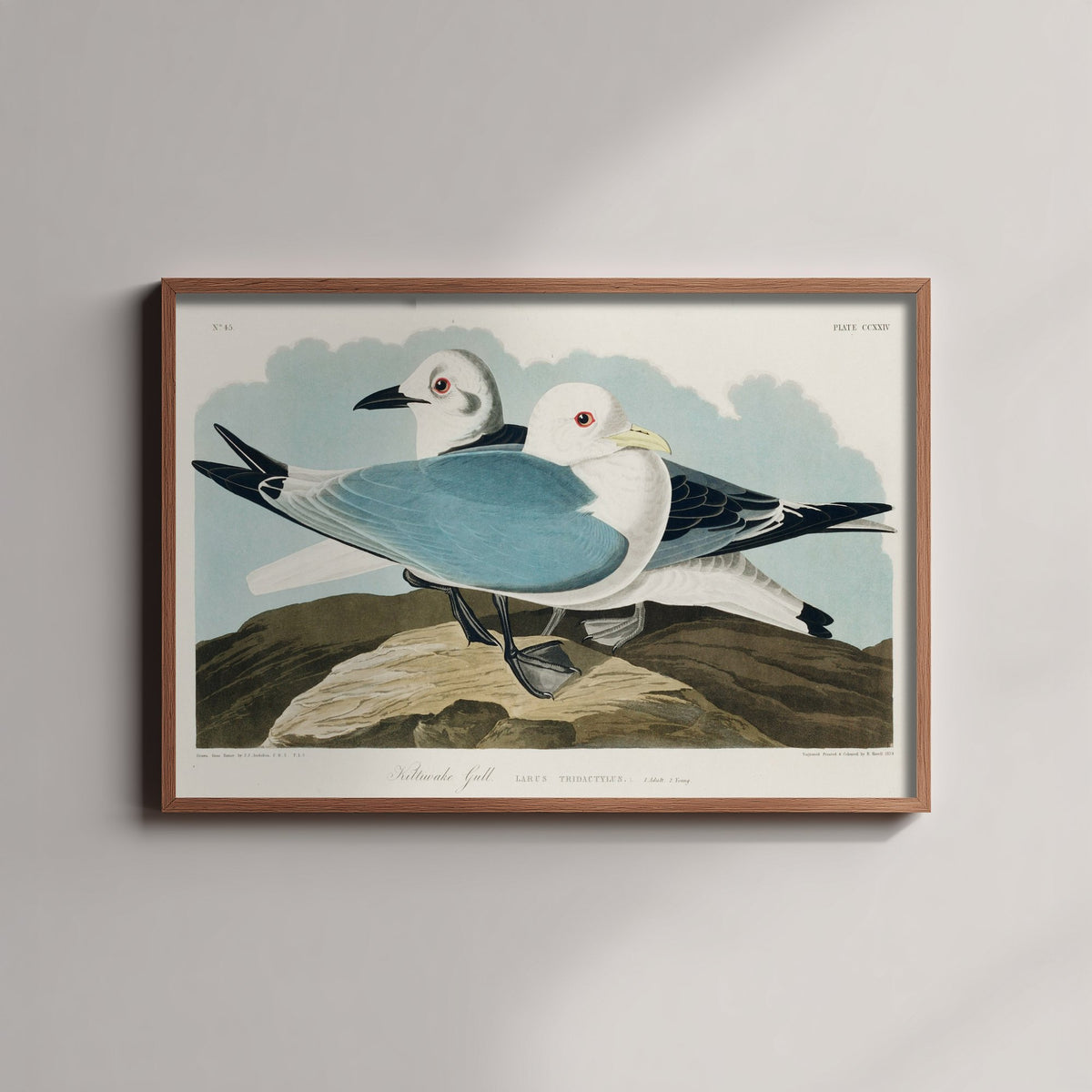 Black-legged Kittiwake Art Print - John James Audubon Birds of America Poster - Vintage Kittiwake Gull Illustration