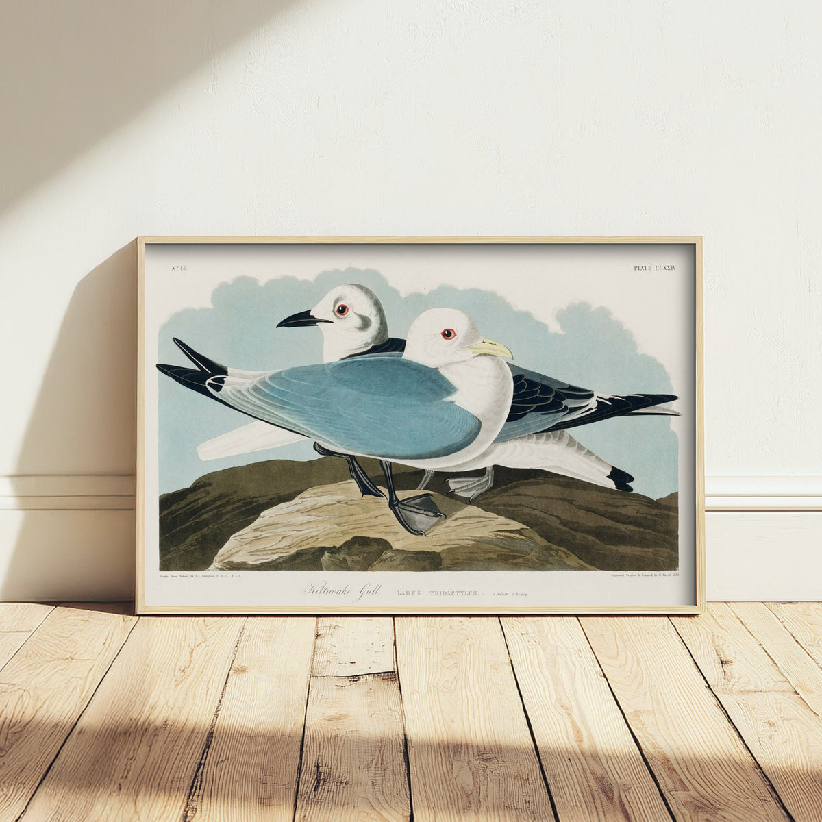 Black-legged Kittiwake Art Print - John James Audubon Birds of America Poster - Vintage Kittiwake Gull Illustration