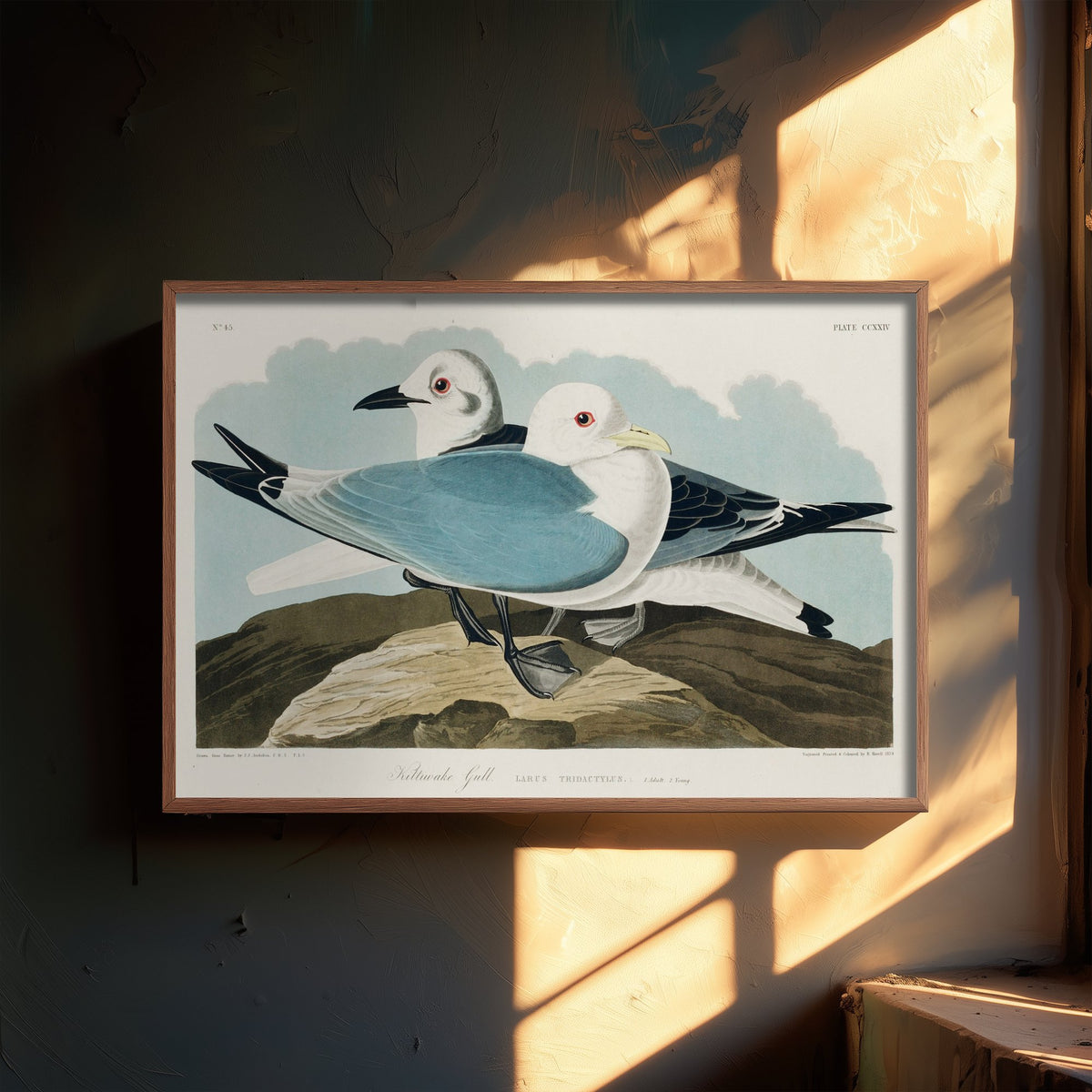 Black-legged Kittiwake Art Print - John James Audubon Birds of America Poster - Vintage Kittiwake Gull Illustration