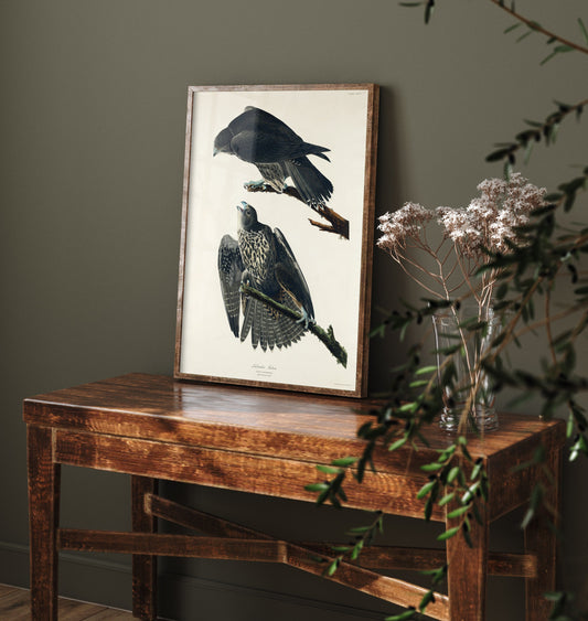 Labrador Falcon Art Print - John James Audubon Birds of America Poster - Vintage Raptor Ornithology Illustration