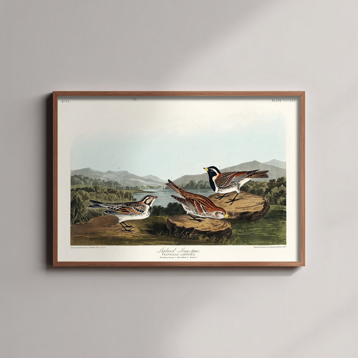 Lapland Longspur - John James Audubon Birds of America - Vintage Ornithology Art Print Poster Illustration