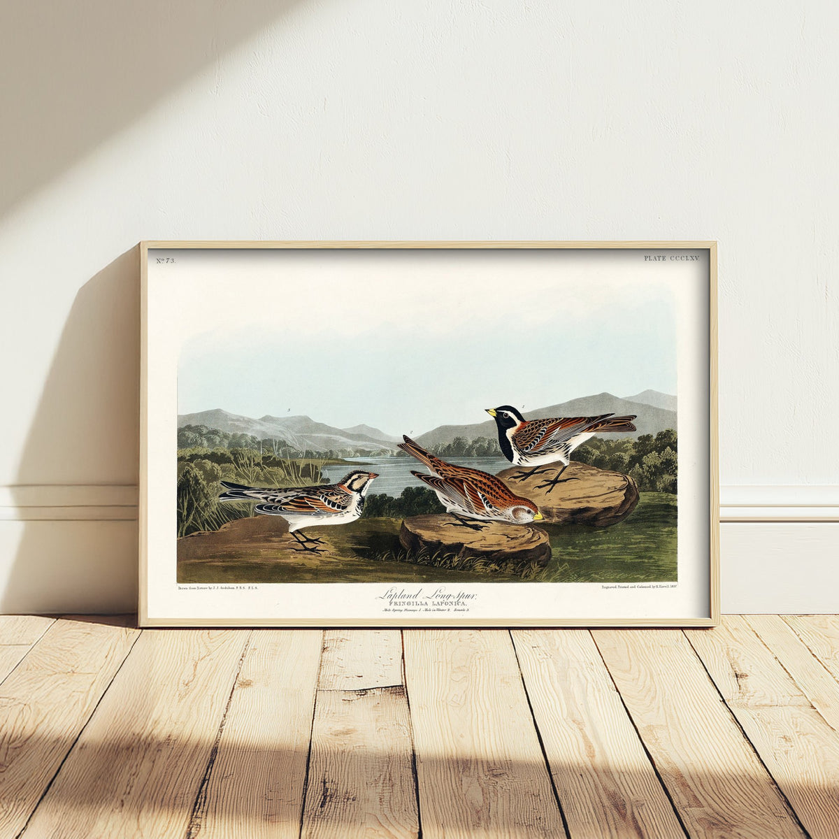 Lapland Longspur - John James Audubon Birds of America - Vintage Ornithology Art Print Poster Illustration