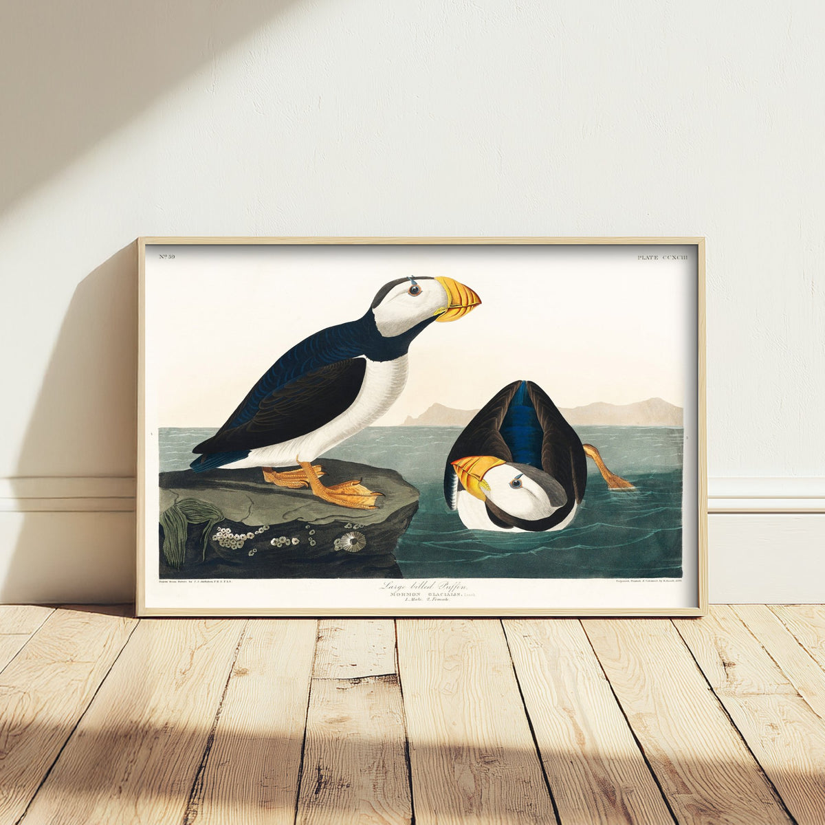 Large-billed Puffin - John James Audubon Birds of America - Vintage Ornithology Art Print Poster Illustration