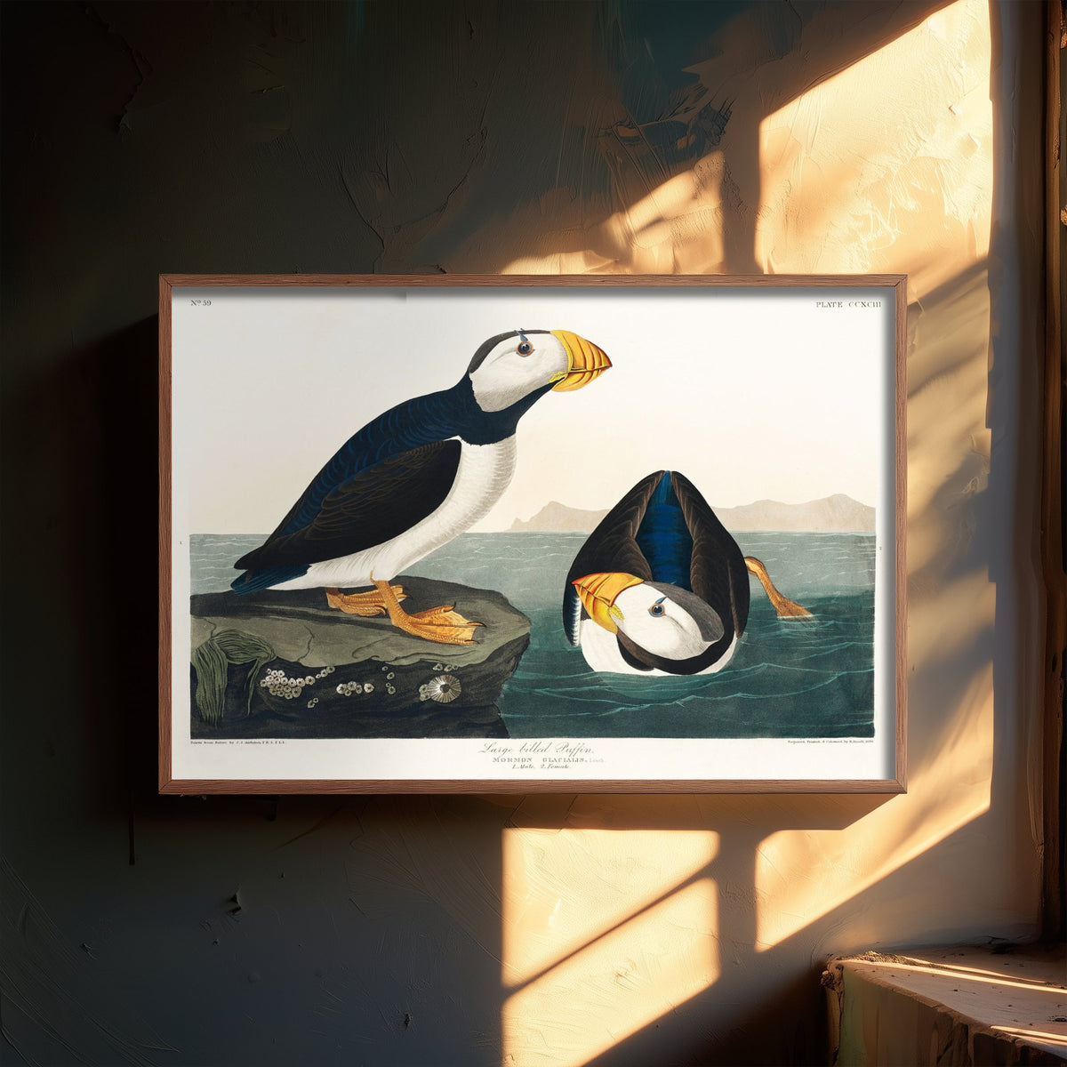 Large-billed Puffin - John James Audubon Birds of America - Vintage Ornithology Art Print Poster Illustration