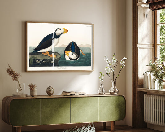 Large-billed Puffin - John James Audubon Birds of America - Vintage Ornithology Art Print Poster Illustration