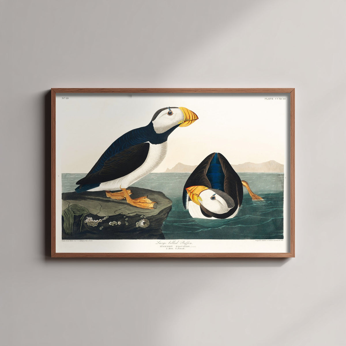 Large-billed Puffin - John James Audubon Birds of America - Vintage Ornithology Art Print Poster Illustration