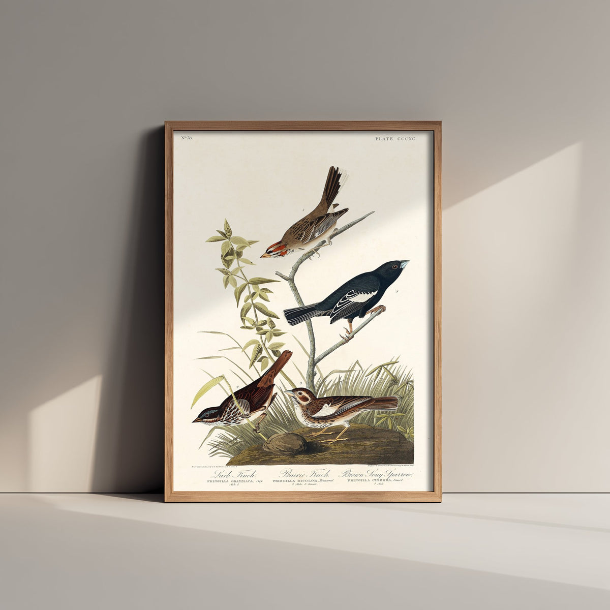 Lark Sparrow - John James Audubon Birds of America - Vintage Ornithology Art Print Poster Illustration