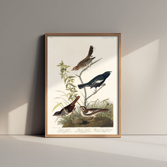 Lark Sparrow - John James Audubon Birds of America - Vintage Ornithology Art Print Poster Illustration
