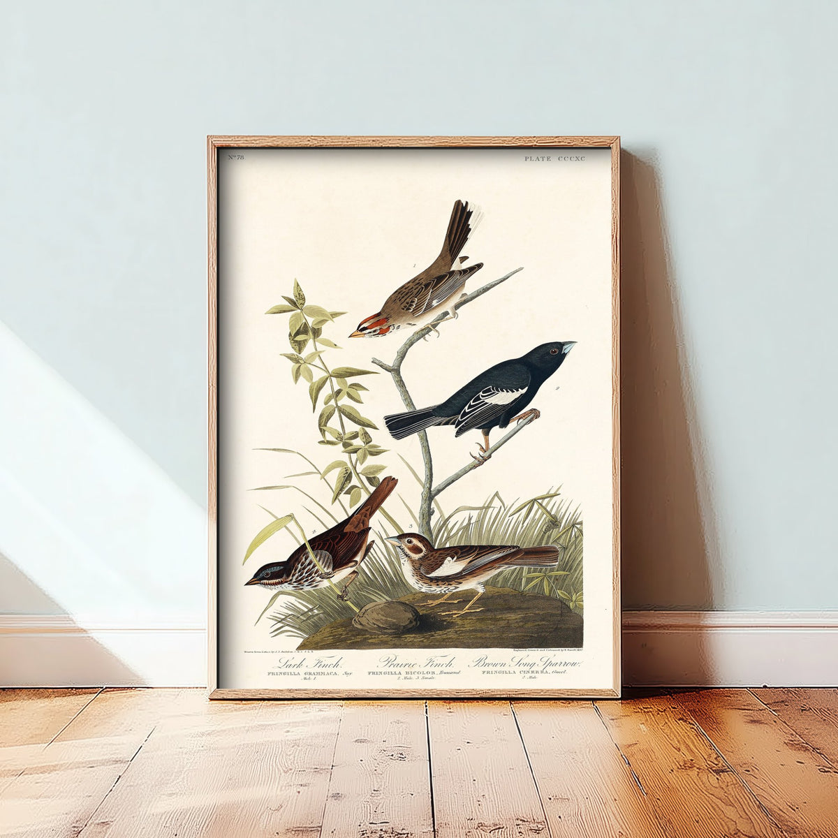 Lark Sparrow - John James Audubon Birds of America - Vintage Ornithology Art Print Poster Illustration