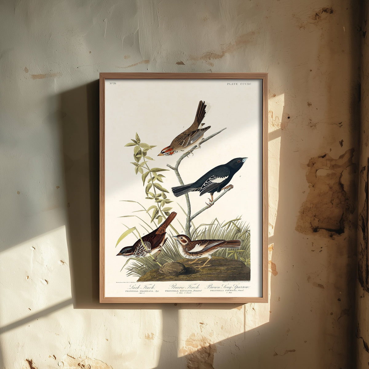Lark Sparrow - John James Audubon Birds of America - Vintage Ornithology Art Print Poster Illustration