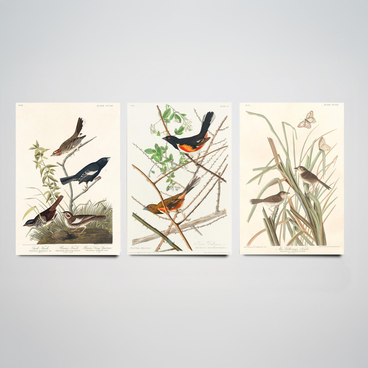 Set of Three John James Audubon Prints - Lark Finch Towhee Bunting and MacGillivrays Finch - 3 Bird Paintings Poster Wall Art Gift