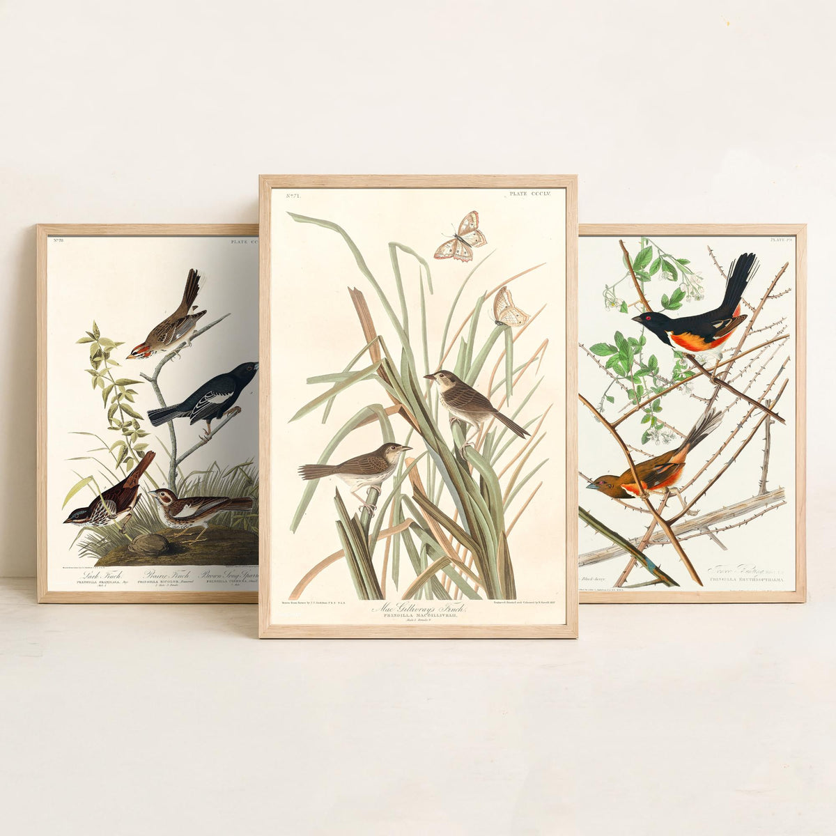 Set of Three John James Audubon Prints - Lark Finch Towhee Bunting and MacGillivrays Finch - 3 Bird Paintings Poster Wall Art Gift