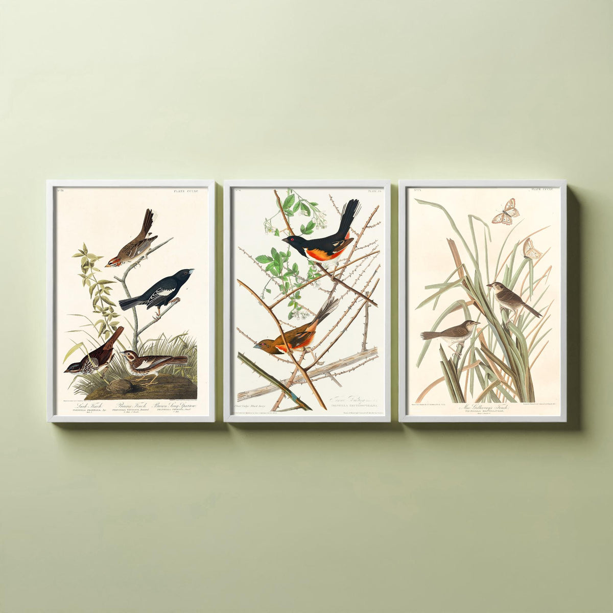 Set of Three John James Audubon Prints - Lark Finch Towhee Bunting and MacGillivrays Finch - 3 Bird Paintings Poster Wall Art Gift