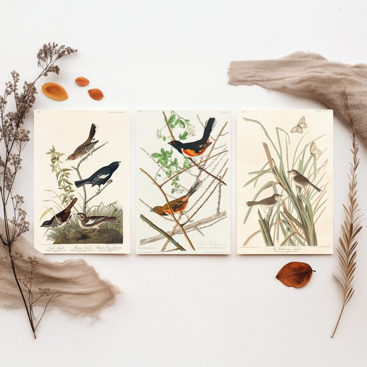 Set of Three John James Audubon Prints - Lark Finch Towhee Bunting and MacGillivrays Finch - 3 Bird Paintings Poster Wall Art Gift