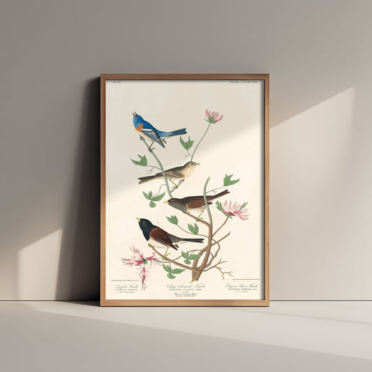Lazuli Bunting - John James Audubon Birds of America - Vintage Ornithology Art Print Poster Illustration