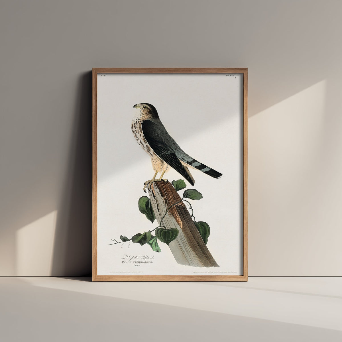 Merlin - John James Audubon Birds of America - Vintage Ornithology Art Print Poster Illustration