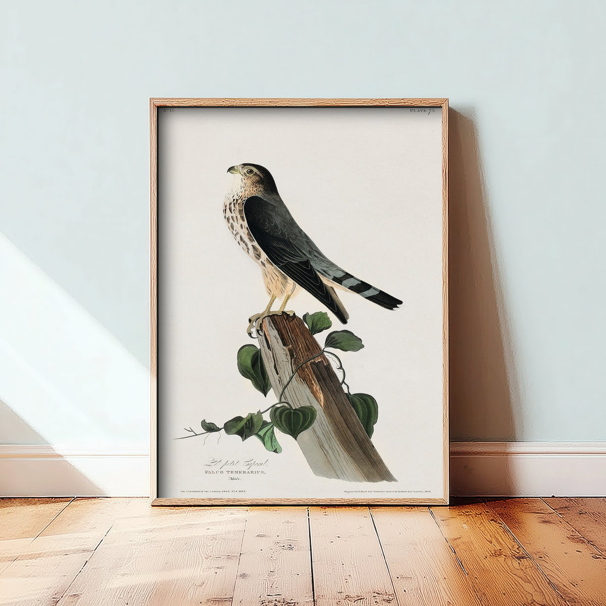 Merlin - John James Audubon Birds of America - Vintage Ornithology Art Print Poster Illustration