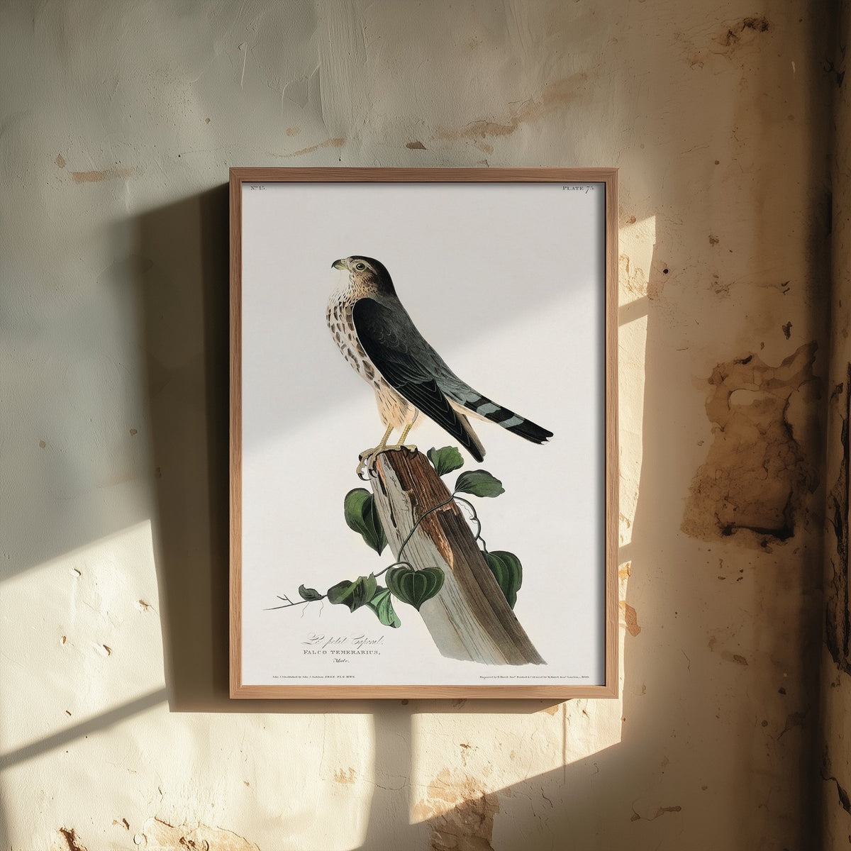 Merlin - John James Audubon Birds of America - Vintage Ornithology Art Print Poster Illustration