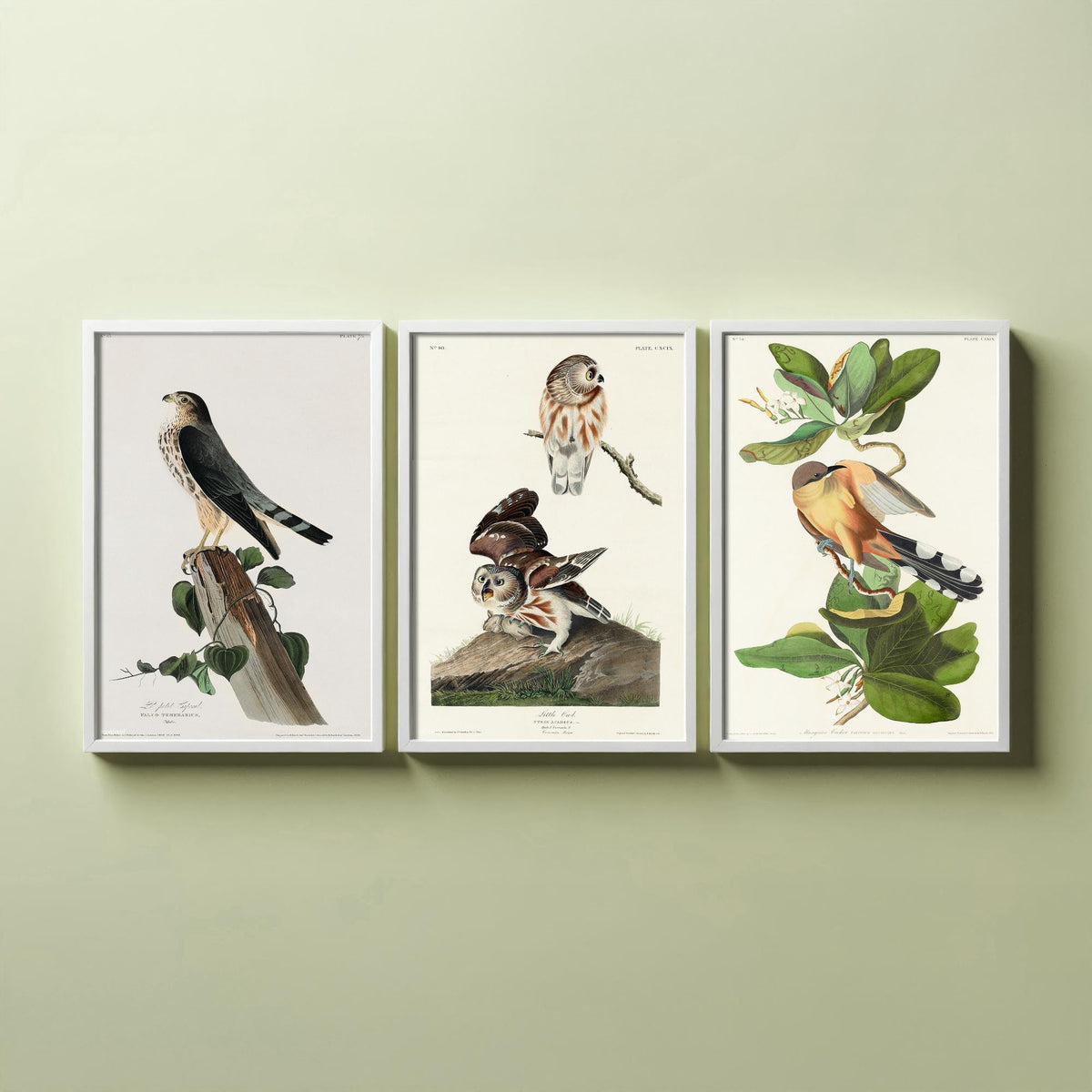 Set of Three John James Audubon Prints - Le Petit Caporal Little Owl and Mangrove Cuckoo - 3 Bird Paintings Poster Wall Art Gift
