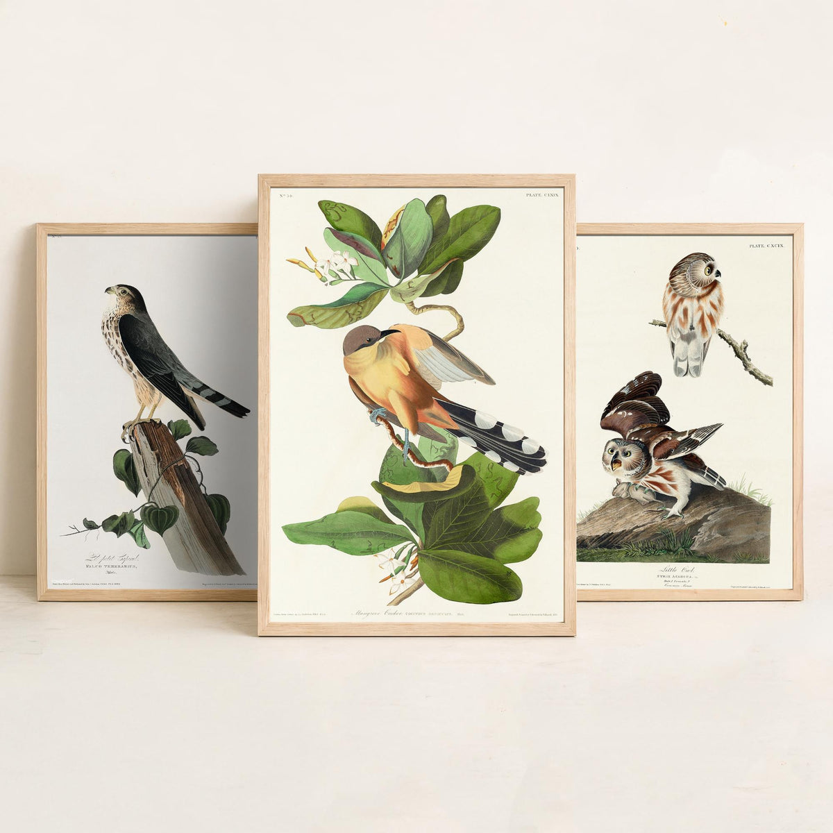 Set of Three John James Audubon Prints - Le Petit Caporal Little Owl and Mangrove Cuckoo - 3 Bird Paintings Poster Wall Art Gift