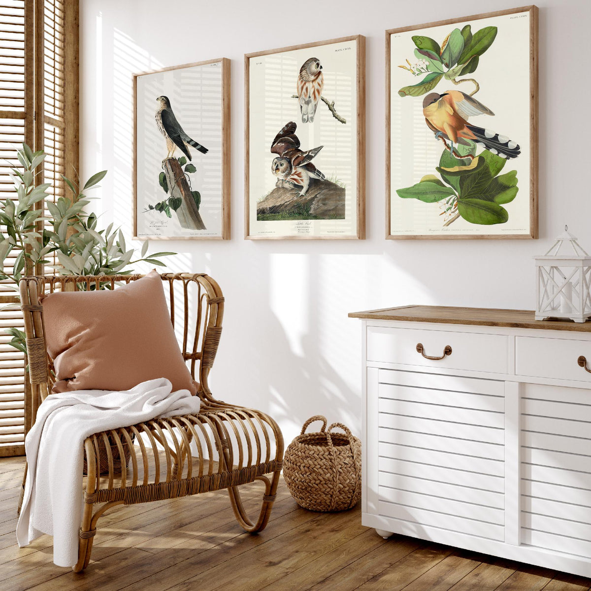 Set of Three John James Audubon Prints - Le Petit Caporal Little Owl and Mangrove Cuckoo - 3 Bird Paintings Poster Wall Art Gift