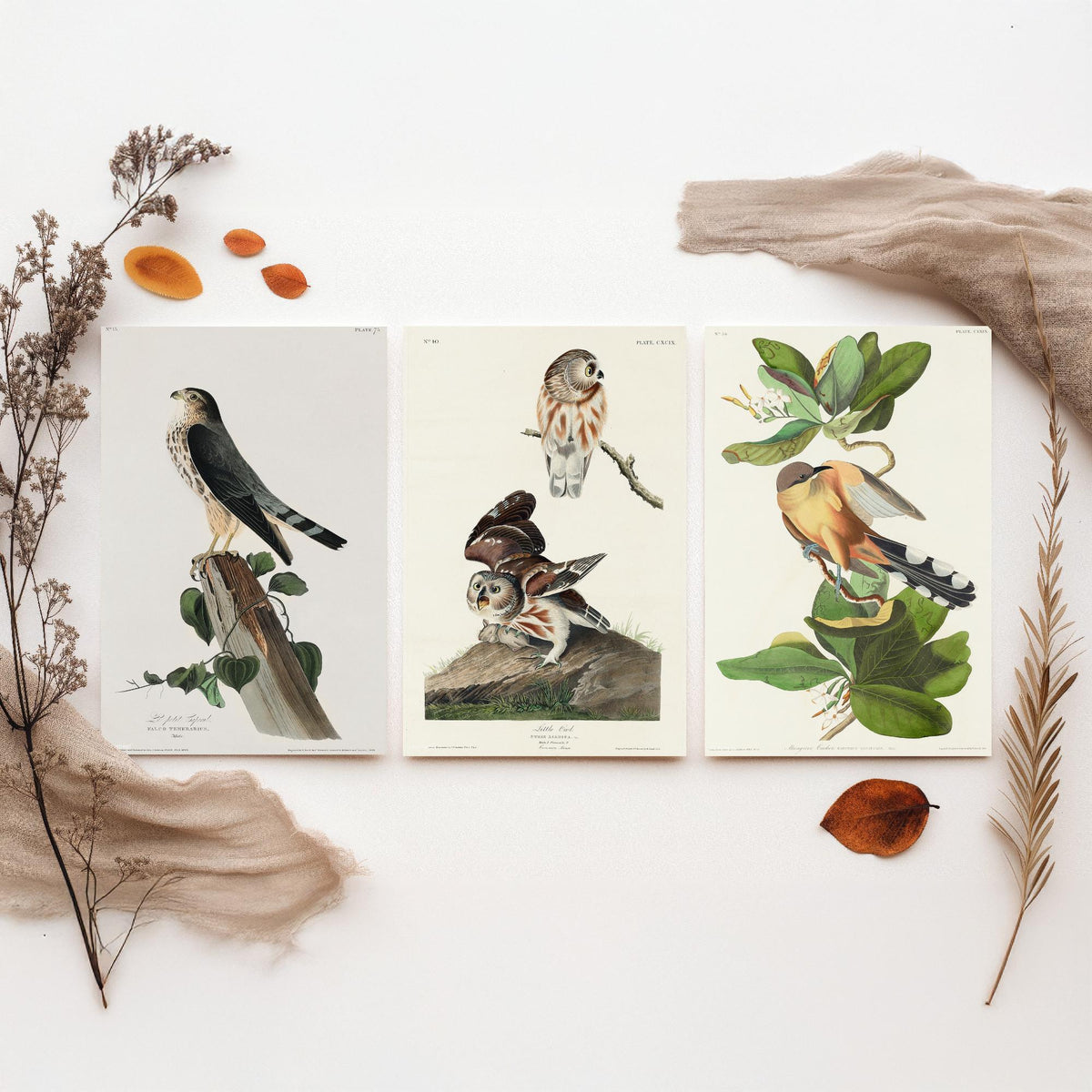 Set of Three John James Audubon Prints - Le Petit Caporal Little Owl and Mangrove Cuckoo - 3 Bird Paintings Poster Wall Art Gift