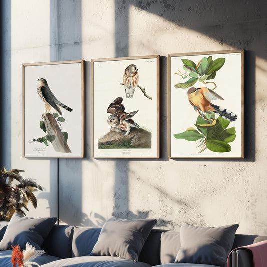Set of Three John James Audubon Prints - Le Petit Caporal Little Owl and Mangrove Cuckoo - 3 Bird Paintings Poster Wall Art Gift