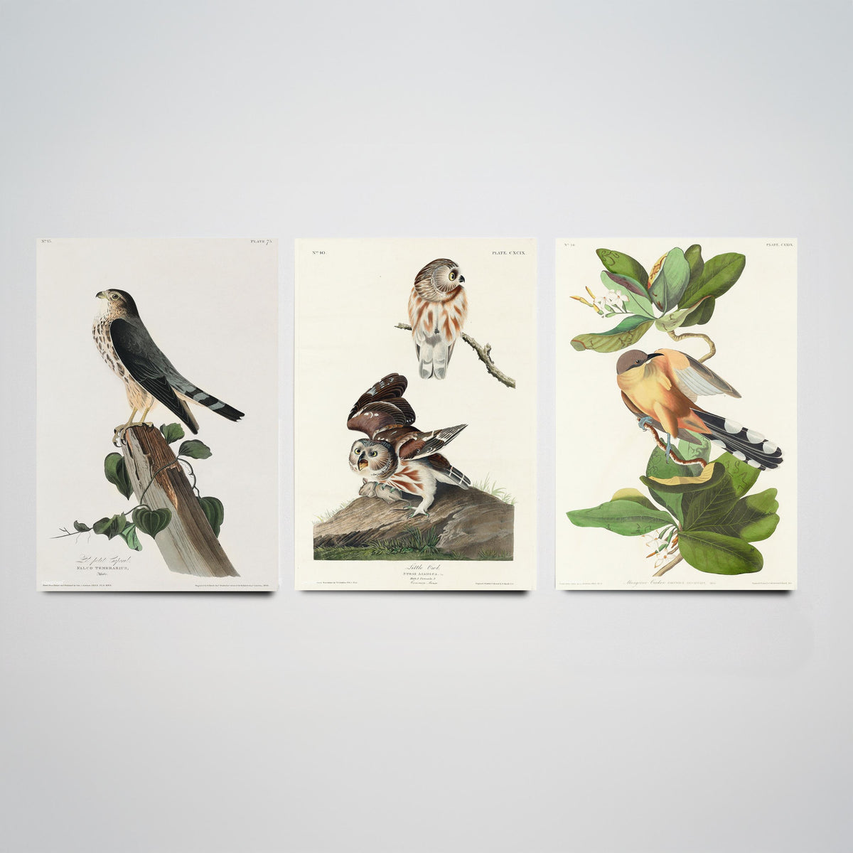 Set of Three John James Audubon Prints - Le Petit Caporal Little Owl and Mangrove Cuckoo - 3 Bird Paintings Poster Wall Art Gift