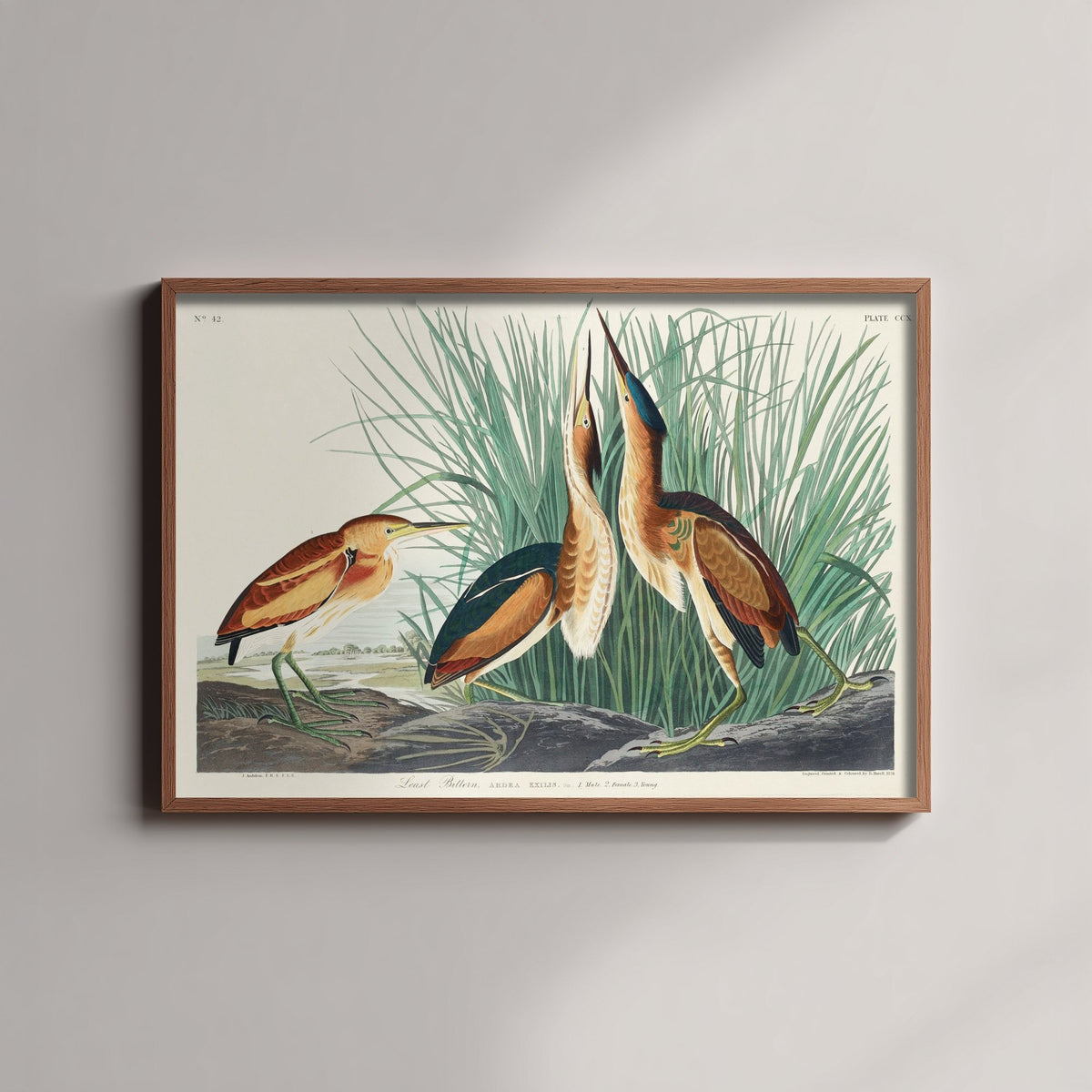 Least Bittern - John James Audubon Birds of America - Vintage Ornithology Art Print Poster Illustration