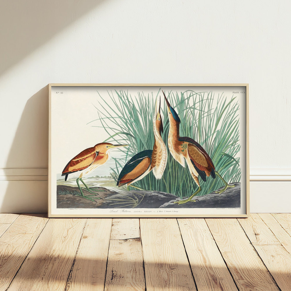 Least Bittern - John James Audubon Birds of America - Vintage Ornithology Art Print Poster Illustration