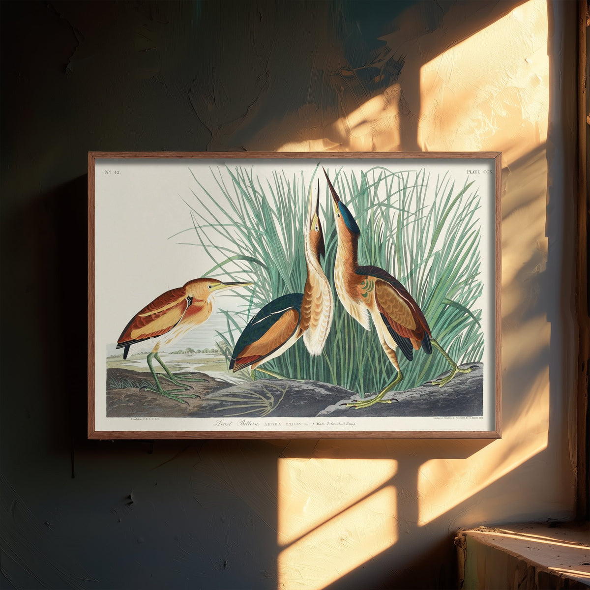 Least Bittern - John James Audubon Birds of America - Vintage Ornithology Art Print Poster Illustration