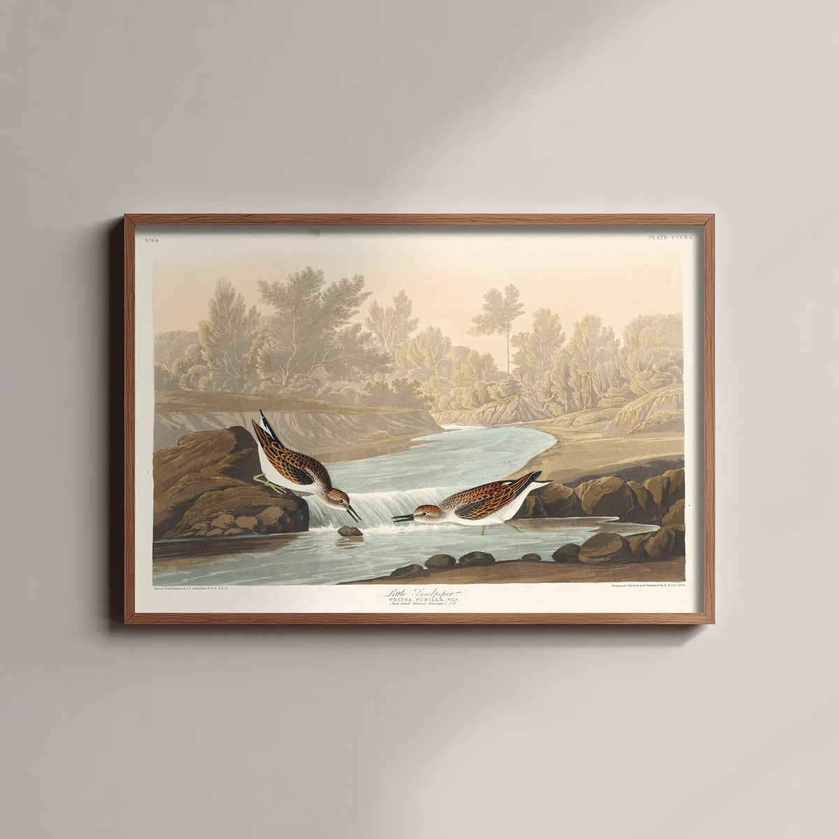 Least Sandpiper - John James Audubon Birds of America - Vintage Ornithology Art Print Poster Illustration