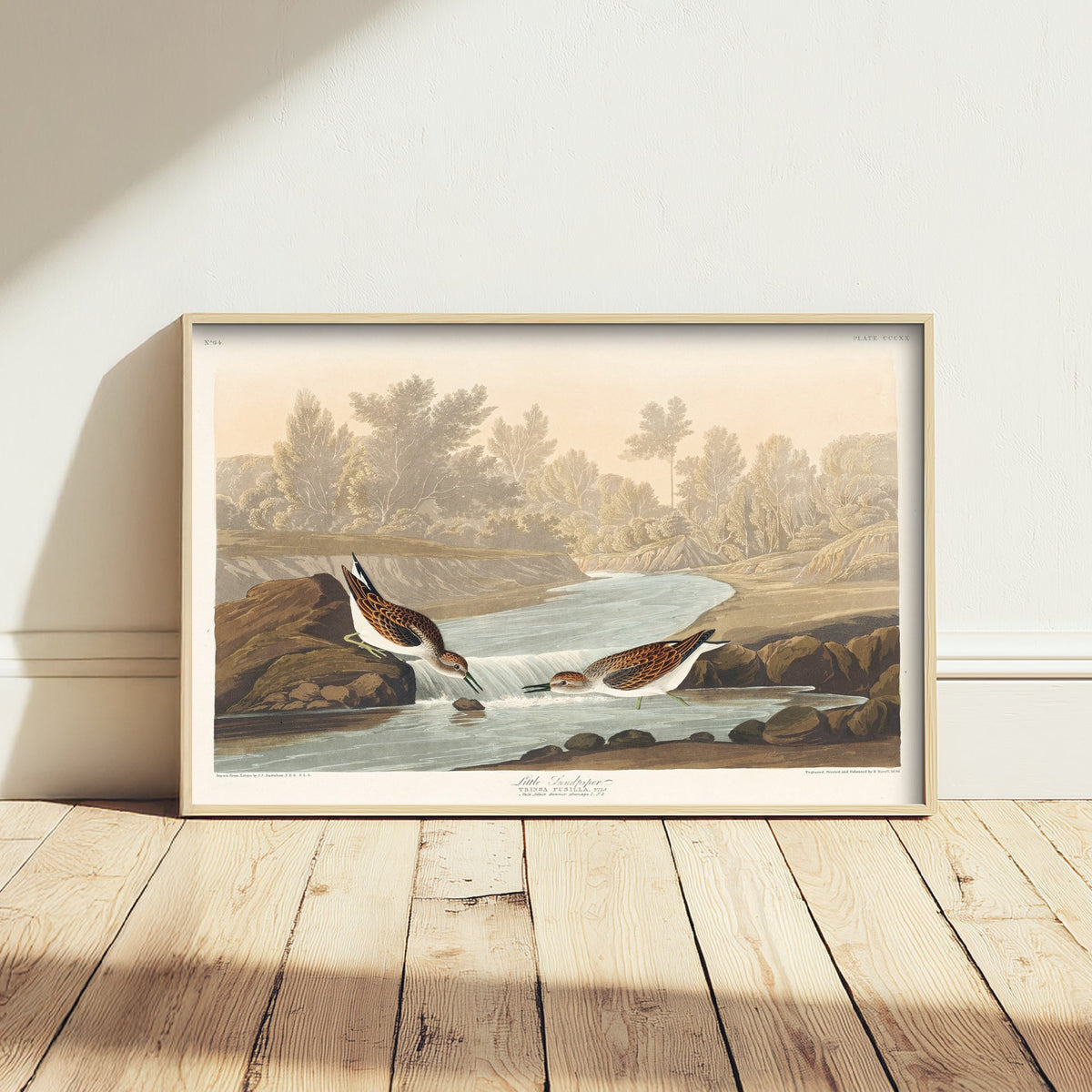Least Sandpiper - John James Audubon Birds of America - Vintage Ornithology Art Print Poster Illustration