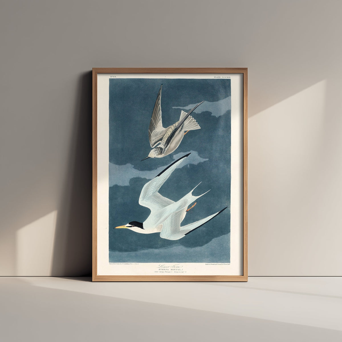 Least Tern - John James Audubon Birds of America - Vintage Ornithology Art Print Poster Illustration