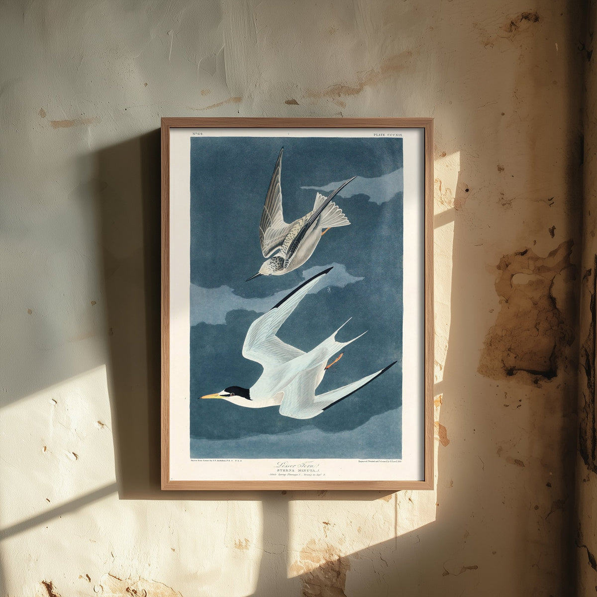 Least Tern - John James Audubon Birds of America - Vintage Ornithology Art Print Poster Illustration